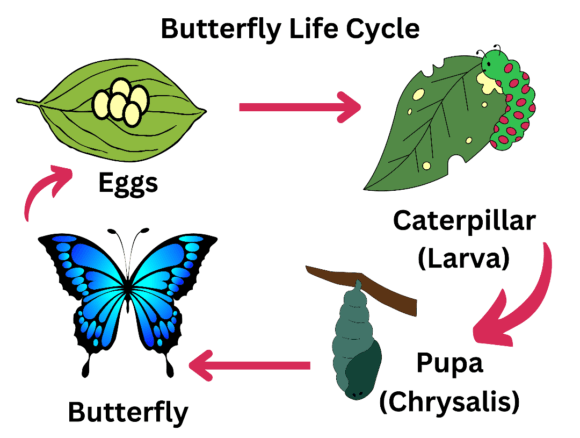Bringing the Butterfly Life Cycle to Life in Design and Education